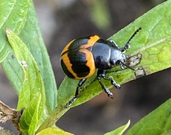 Labidomera clivicollis