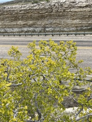 Diospyros texana