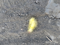 Calliteara pudibunda