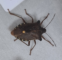 Pentatoma rufipes