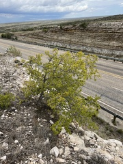 Diospyros texana