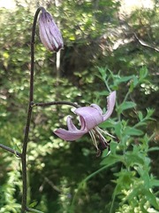 Lilium martagon