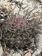 Hamatocactus hamatacanthus hamatacanthus
