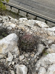 Hamatocactus hamatacanthus hamatacanthus