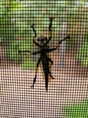 Promachus rufipes
