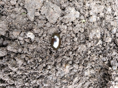 Hydrochara caraboides