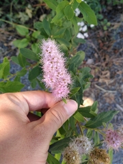 Spiraea douglasii