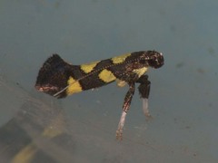 Calybites quadrisignella