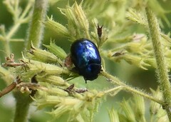 Chrysolina coerulans