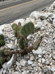 Opuntia cacanapa