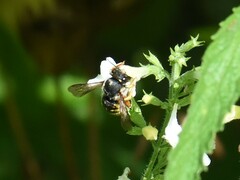 Anthidium manicatum