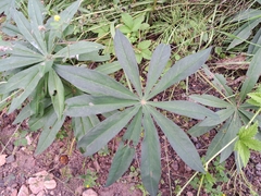 Lupinus polyphyllus