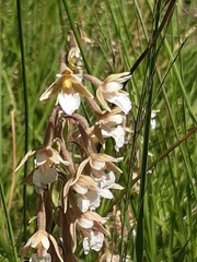 Epipactis palustris