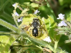 Anthidium manicatum