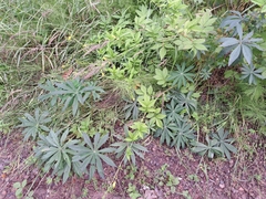 Lupinus polyphyllus