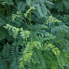 Robinia pseudoacacia