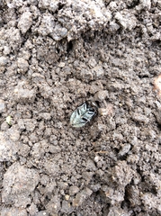 Hydrochara caraboides