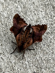 Paonias excaecata