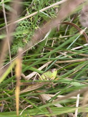 Pseudochorthippus parallelus