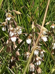 Epipactis palustris