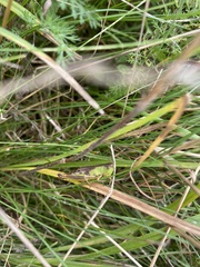 Pseudochorthippus parallelus