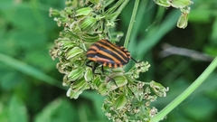 Graphosoma italicum italicum