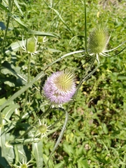 Dipsacus fullonum