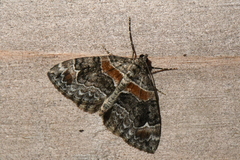 Dysstroma hersiliata