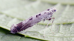 Ornixola caudulatella