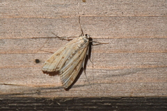 Parapoynx allionealis