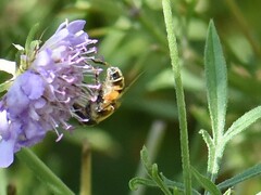 Eristalis horticola