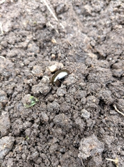 Hydrochara caraboides