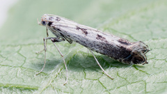 Ornixola caudulatella