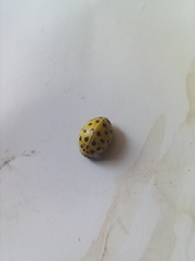 Psyllobora vigintiduopunctata