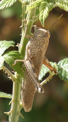 Anacridium aegyptium