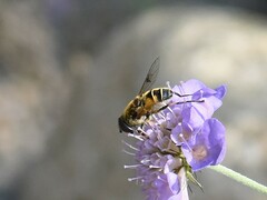 Eristalis horticola