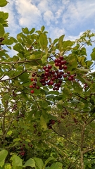 Prunus virginiana