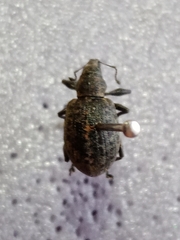 Liophloeus tessulatus