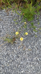 Lactuca serriola