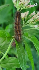 Spilosoma lubricipeda