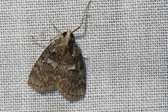 Pococera asperatella