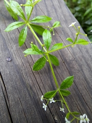 Galium asprellum