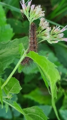 Spilosoma lubricipeda
