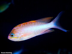 Anthias anthias