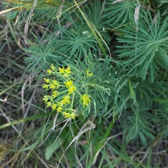 Euphorbia cyparissias