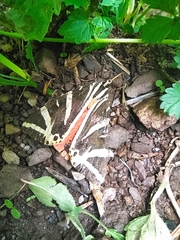 Euplagia quadripunctaria