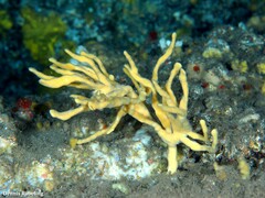 Axinella verrucosa
