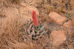 Aloe peglerae