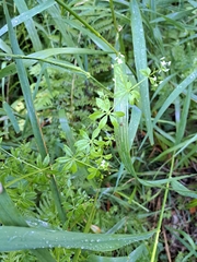 Galium asprellum