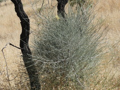Hakea lorea